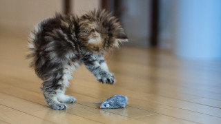 Kitten playing mouse wooden floor - the floor of a house free wallpaper