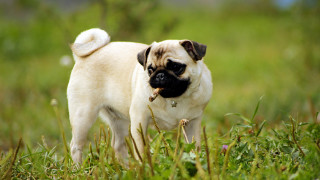 Pug dog field grass stick 2 - a small pug dog free wallpaper