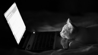 Cat laptop bed blanket night - nighttime free wallpaper