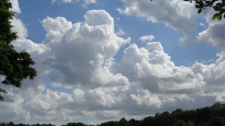 Field trees clouds cows mountain - a few cow free wallpaper