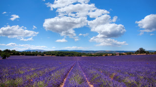 Lavender field blue sky dirt - a field of lavender free wallpaper