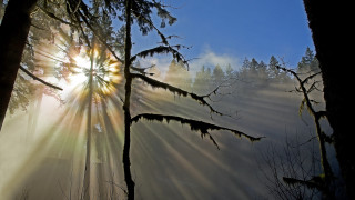 Sunbeam through woods fog mist - crepuscular free wallpaper for desktop