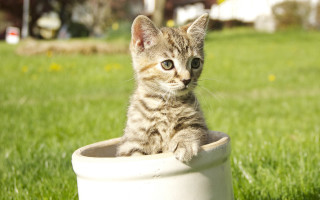 Small kitten white pot grass - conceptual art free wallpaper