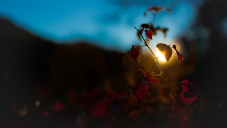 Flower sun blurry macro hair - the sun in the distance free wallpaper