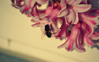 Bee flowers vase watercolor macro - paper free wallpaper for desktop