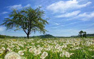 Dandelion field blue sky horizon - a few cloud free wallpaper for desktop
