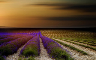 Lavender sunset clouds gravel road - a field of lavender free wallpaper