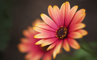 Flower daisy lily sunflower pink - a blurry background behind free wallpaper for desktop