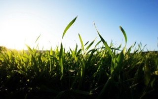 Sunshine grass blue sky clouds - a field of grass free wallpaper for desktop