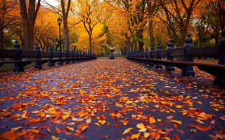 Park benches leaves trees autumn - a park free wallpaper