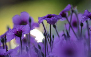 Purple flower bokeh shallow depth - florence engelbach free wallpaper