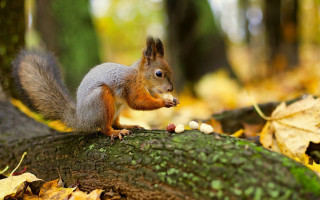 Squirrel eating nuts autumn woods - autumn time free wallpaper