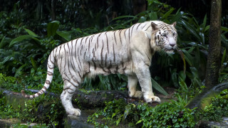 White tiger forest bush log - a white tiger free wallpaper