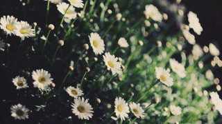 Daisies flower field sunshine naturalism - a bunch of daisies free wallpaper