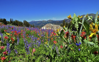 Wildflowers mountains blue sky summer - the background in the distance free wallpaper