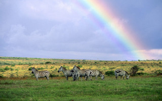 Rainbow zebras field forest mountains - a rainbow in the background free wallpaper