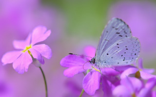 Blue butterfly purple flower pink 2 - a pink flower in the foreground free wallpaper