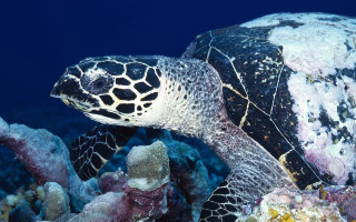 Turtle coral reef underwater moon - underwater free wallpaper for desktop
