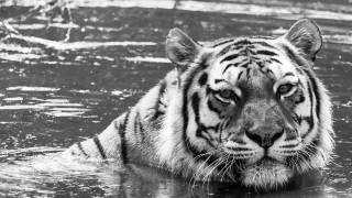 Tiger swimming water head above - free cats wallpaper