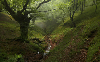 Lush forest stream hillside light - hillside free wallpaper for desktop
