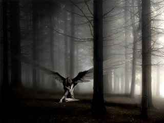 Woman wings dark forest fog - over her free wallpaper