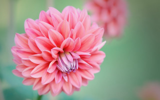 Pink flower blooming macro nature - this picture free wallpaper for desktop
