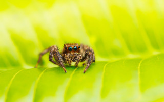 Spider blueeyes greenleaf macro naturalism - a spider free wallpaper