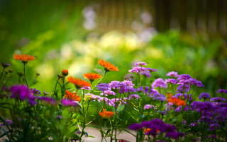 Garden purple orange flower field - a wooden fence free wallpaper