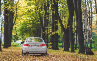 Car forest autumn leaves minimalist - the middle of a forest free wallpaper