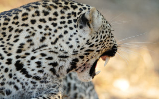 Leopard open mouth sharp claws 2 - mouth wide open free wallpaper