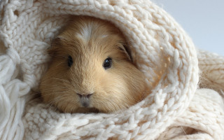 Small brown white animal blanket - a sad face free wallpaper