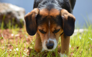 Sad dog in grass blurry - sad free wallpaper
