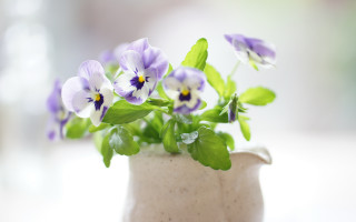 Small vase purple flowers blurry - purple flower free wallpaper