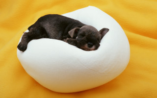 Black puppy sleeping white pillow - a white pillow free wallpaper