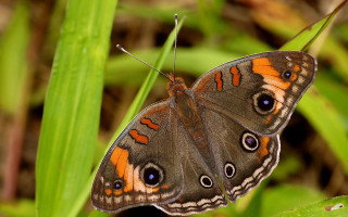 Butterfly orange black leaves macro - a green leafy plant free wallpaper