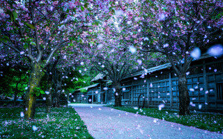 Walkway rain trees flowers impressionist - a walkway free wallpaper