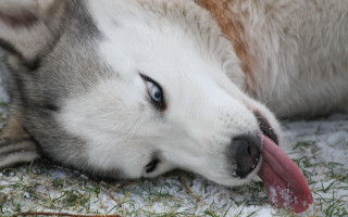 Dog laying outdoor furry flower - its tongue free wallpaper
