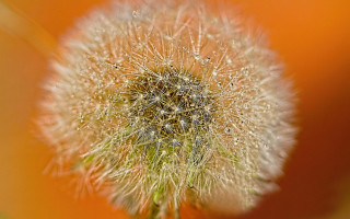 Dandelion water drops autumn fireworks - a close up of a dandelion free wallpaper
