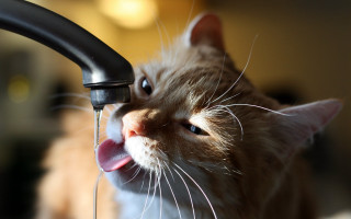Cat licking faucet blue eyes - water free wallpaper for desktop