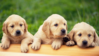 Three puppies smiling wooden bench - looking free wallpaper