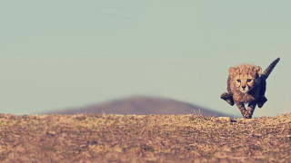 Cheetah drygrass mountains blue sky - the background in the distance free wallpaper