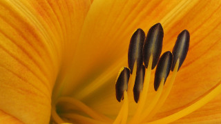 Yellow flower black stamens macro - a yellow center free wallpaper