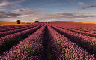 Lavender field dusk sunset cityscape - a field of lavender free wallpaper