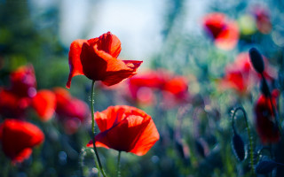 Red flowers blue sky green - a few green leaf free wallpaper