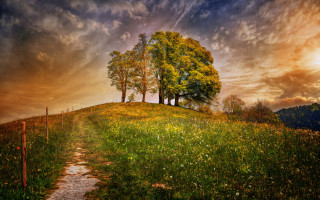 Path tree hill flowers grass - flower and grass free wallpaper