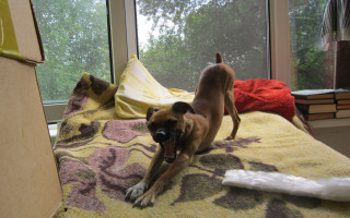 Dog bed yellow blanket starry - a yellow blanket free wallpaper