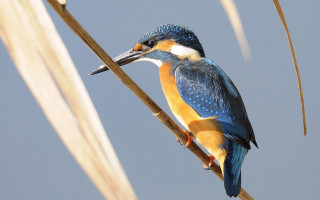 Bird branch long beak blue - a white head free wallpaper
