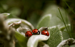 Ladybugs leaf sun forest macro 2 - ecological art free wallpaper