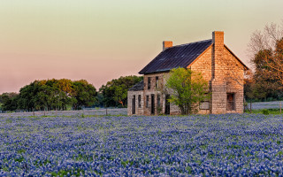 Blue flower house field sunset - a house in a field free wallpaper