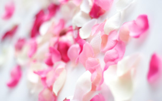 Pink white roses petals blurry - rose free wallpaper for desktop